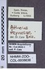 Etiketten zu Athous reynosae (NHMW-ZOO-COL-0008636)